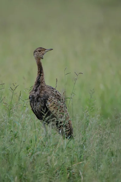 Schwarzbauchkorhaan Beim Spazierengehen Langen Gras Kruger Nationalpark Südafrika — Stockfoto