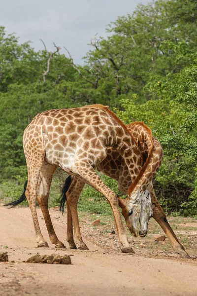 Jirafas Africanas Luchando Con Cuellos Largos Safari Parque Nacional Kruger — Foto de Stock