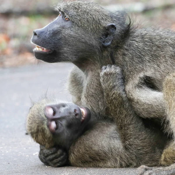 Chacma Cinzento Macacos Babuíno Brincando Uns Com Outros Estrada Kruger — Fotografia de Stock