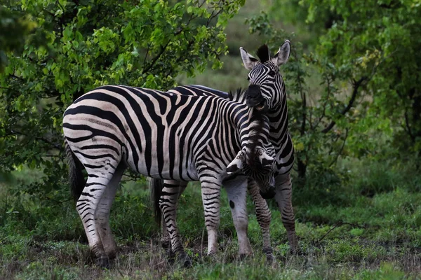 Giochi Cavalli Zebra Bianco Nero Kruger National Park Sud Africa — Foto Stock