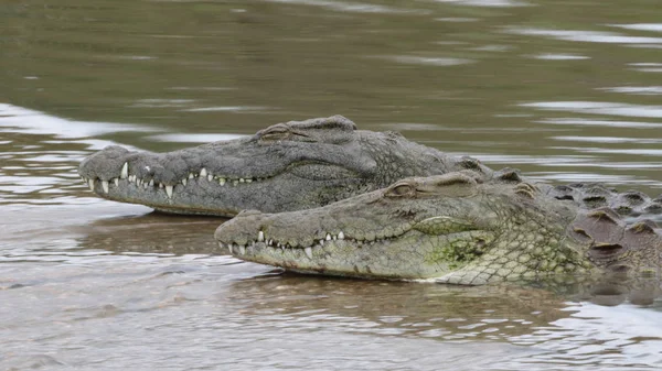 Dangerous Nile Krokodillen River Water Nationaal Park Kruger Zuid Afrika — Stockfoto