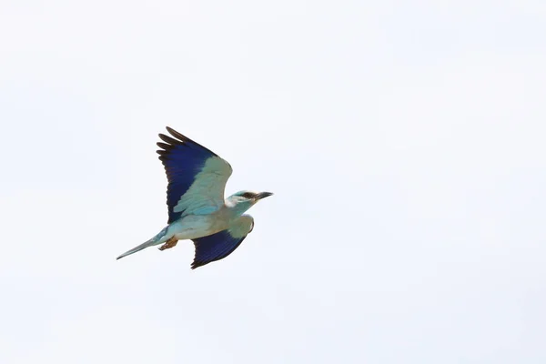 Uccello Rullo Europeo Volo Kruger National Park — Foto Stock