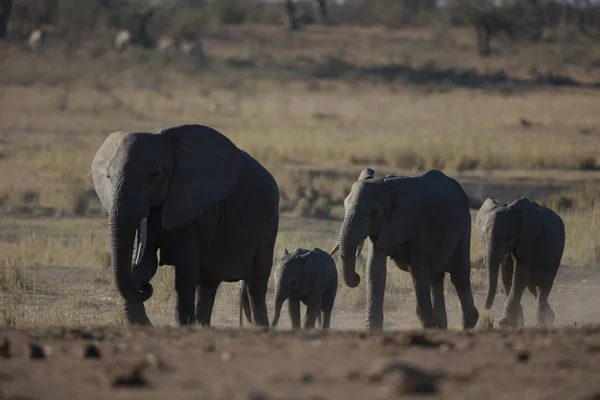 Familia Elefantes Caminando Juntos Parque Nacional Kruger Sudáfrica — Foto de Stock