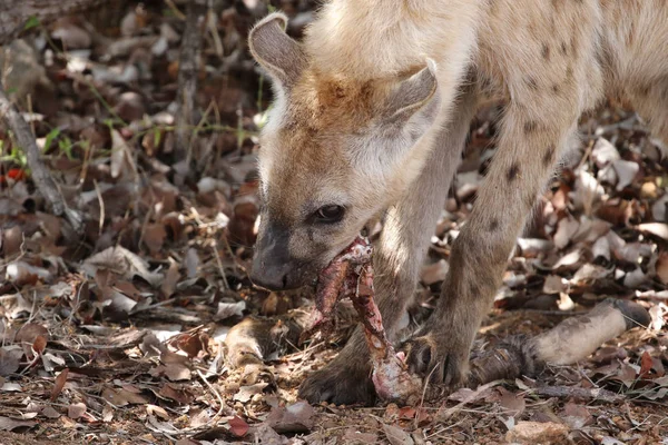 Spotted Laughing Hyena Eating Old Antelope Leg Food Kruger National — Stok Foto