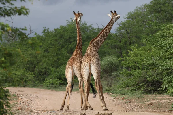 Jirafas Africanas Luchando Con Cuellos Largos Safari Parque Nacional Kruger — Foto de Stock