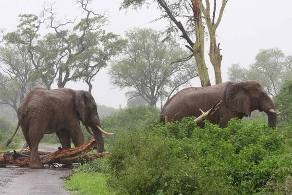 Elefantes Africanos Lluvia Caminando Por Carretera Grava Después Empujar Árbol — Foto de Stock