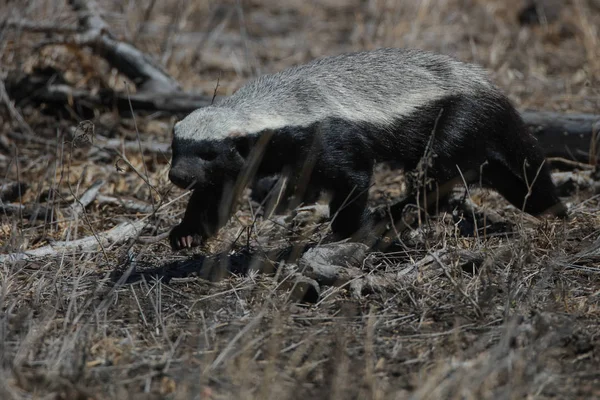 Honey Badger Berjalan Atas Pasir Kalahari Afrika Selatan — Stok Foto