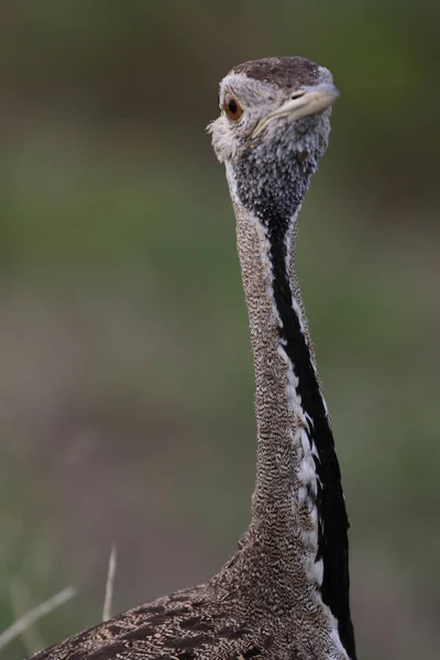 Retrato Pájaro Grande Korhaan Vientre Negro Con Hierba Verde Fondo —  Fotos de Stock