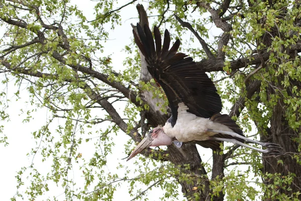 Marabou Stork Vliegen Met Grote Zwarte Vleugels Nationaal Park Kruger — Stockfoto