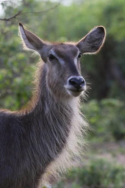 waterbuck, Kruger Ulusal Parkı, Güney Afrika