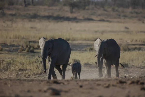 Слон Сім Ходьба Разом Національний Парк Крюгера Сполучені Штати Америки — стокове фото