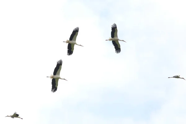 Flock White Storks Flying Different Directions Thermal Currents Safely Kruger — Stock Photo, Image