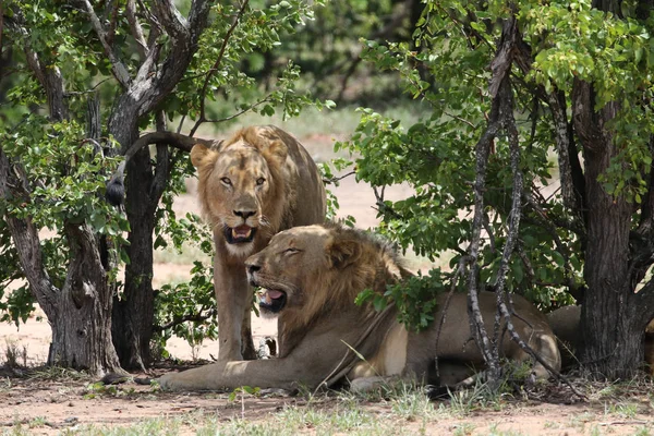 Männliche Löwenbrüder Ruhen Sich Schatten Der Bäume Aus Kruger Nationalpark — Stockfoto