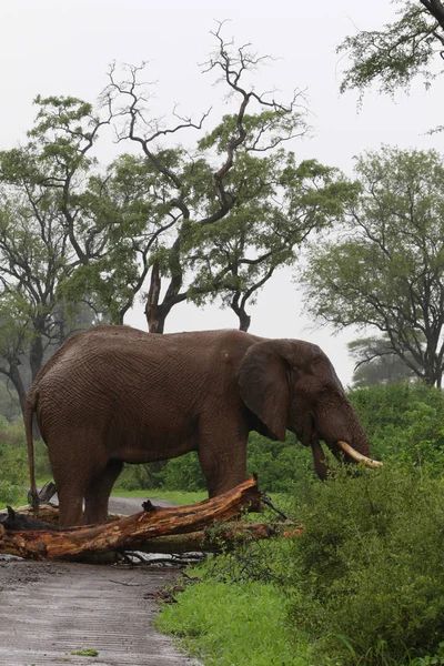 Elefante Africano Lluvia Caminando Por Carretera Grava Después Empujar Árbol — Foto de Stock