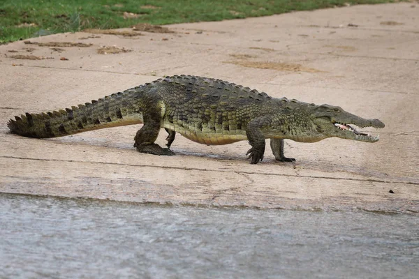Nílusi Krokodil Vadászat Hal Folyó Víz Kruger National Park Dél — Stock Fotó