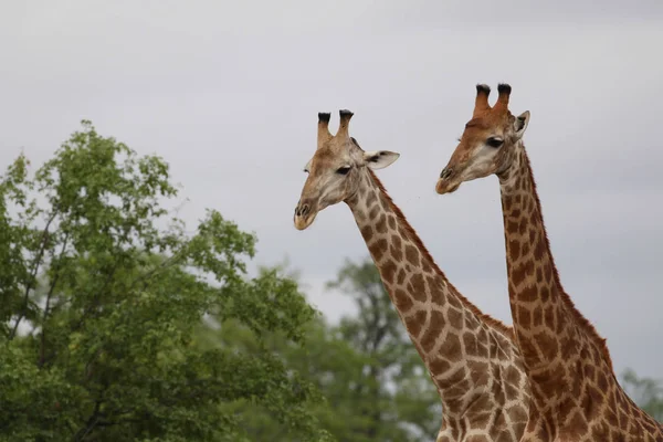 Famiglia Giraffa Africana Trascorrere Del Tempo Insieme Safari Kruger National — Foto Stock
