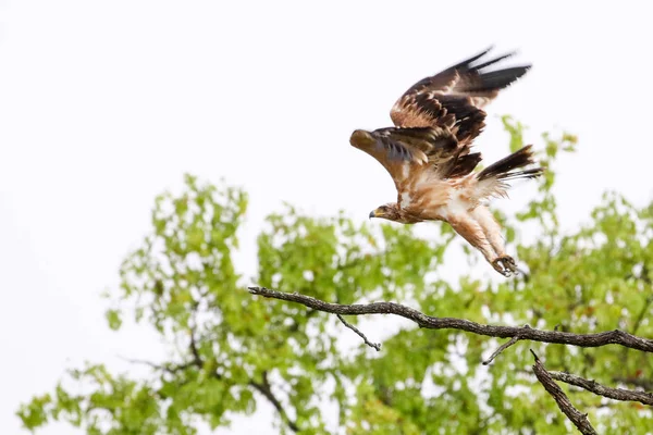 Águila Tawny Volando Desde Rama Del Árbol Parque Nacional Kruger — Foto de Stock