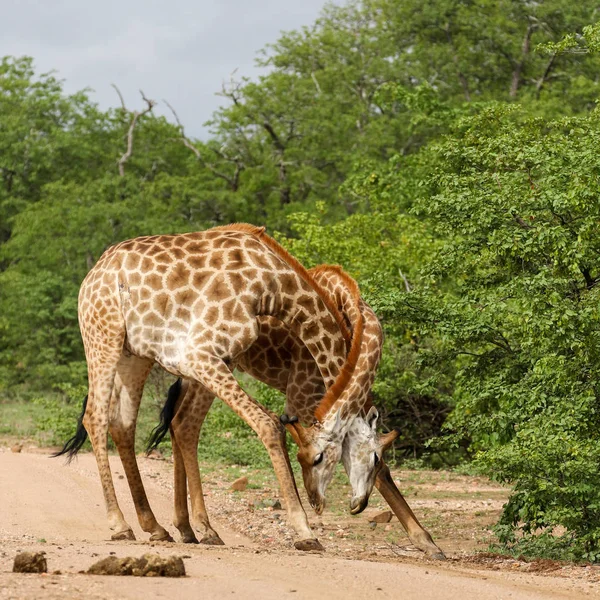 Afrikanska Giraffer Slåss Med Långa Halsar Safari Kruger National Park — Stockfoto