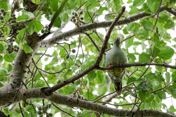 Raro Pappagallo Dalla Testa Marrone Che Mangia Cespuglio Verde Africa — Foto Stock