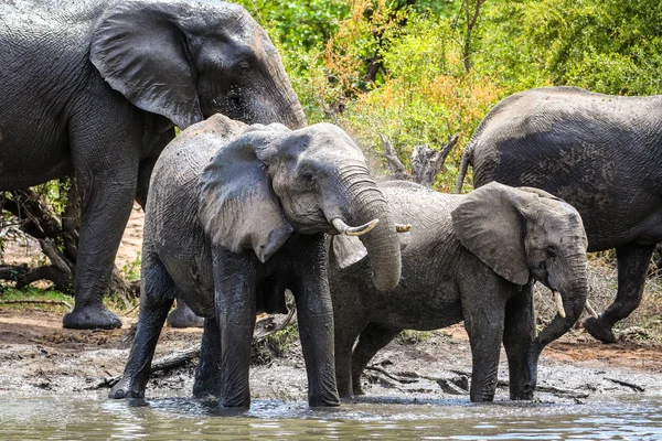 Familia Elefantes Bebiendo Agua Jugando Presa Parque Nacional Kruger Sudáfrica — Foto de Stock