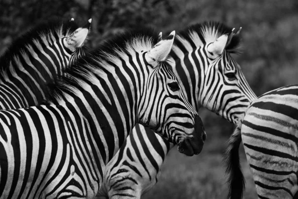 Preto Branco Zebra Cavalos Jogando Kruger National Park África Sul — Fotografia de Stock