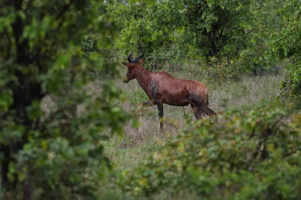 Stary Dominujący Impala Ram Stojący Dużymi Rogami Kolczaste Bush Szuka — Zdjęcie stockowe