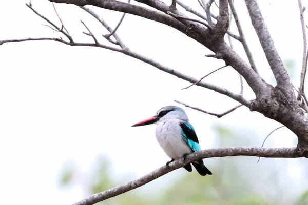 Królewski Ptak Leśny Gałęzi Drzewa Szukający Zdobyczy Park Narodowy Kruger — Zdjęcie stockowe