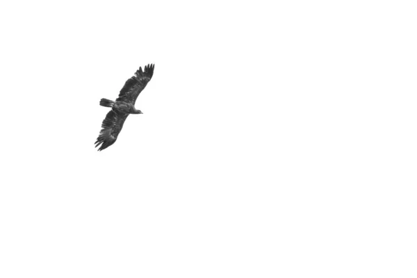Tawny Eagle Flying White Sky Background Kruger National Park — Stock Photo, Image