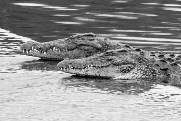 Опасные Нильские Крокодилы Речной Воде Национальный Парк Крюгер Юар — стоковое фото