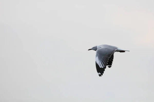 seagull flying on background of grey sky