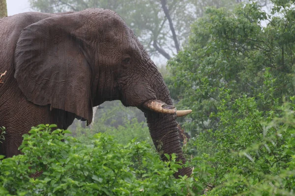 Африканский Слон Дождем Национальный Парк Крюгер Юар — стоковое фото