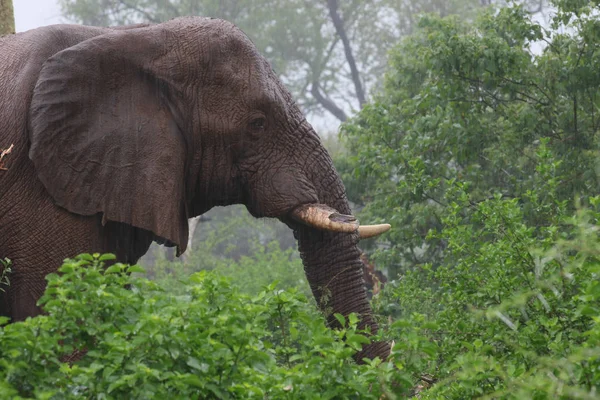 Elefante Africano Bajo Lluvia Parque Nacional Kruger Sudáfrica — Foto de Stock