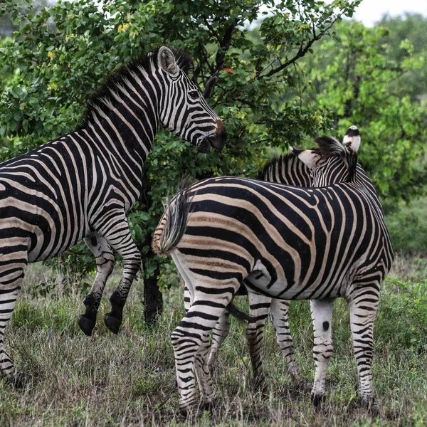Chevaux Zèbres Noirs Blancs Parc National Kruger Afrique Sud — Photo