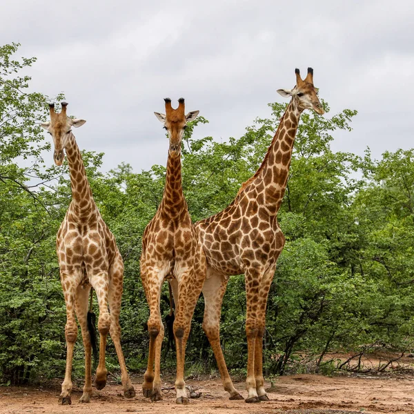 Safari Kruger National Park Birlikte Vakit Afrika Zürafa Ailesi — Stok fotoğraf