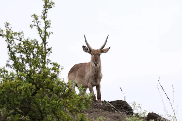 Waterbuck Ram Arbusto Africano Parque Nacional Kruger — Fotografia de Stock