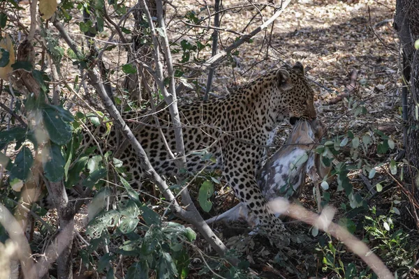 Leopard Eating Hidden Ground Kruger National Park South Africa — Stock Photo, Image