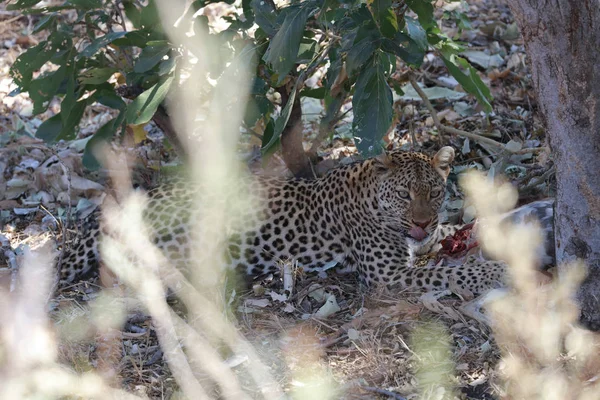 Leopard eating hidden on ground, Kruger National Park, South Africa