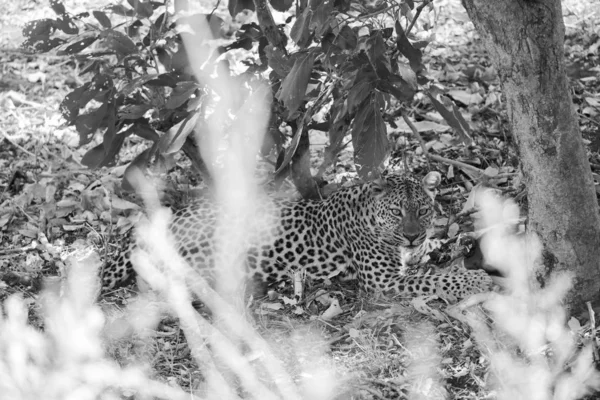 Czarno Białe Zdjęcie Leopard Ukryte Leżącego Ziemi Śpiące Kruger National — Zdjęcie stockowe