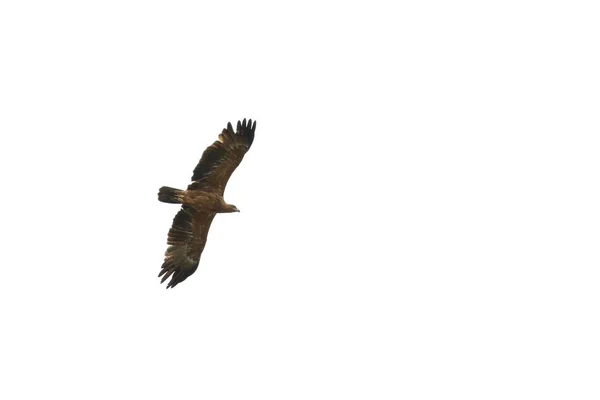 Tawny Eagle Repülő Fehér Eget Háttérben Kruger Nemzeti Park — Stock Fotó