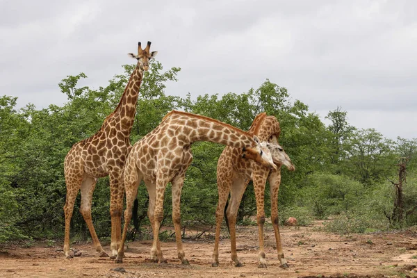 Giraffe Africane Che Combattono Con Lunghi Colli Durante Safari Kruger — Foto Stock