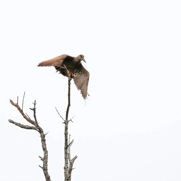 Hamerkop Pájaro Volando Rama Árbol Muerto Parque Nacional Kruger —  Fotos de Stock