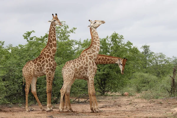 Jirafa Africana Familia Pasar Tiempo Juntos Safari Parque Nacional Kruger — Foto de Stock