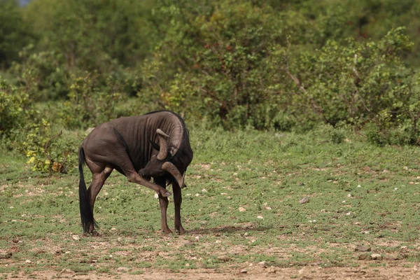 Gnu antilopları yiyecek ot aramak için çalılıkların arasında yürürken, Kruger Milli Parkı