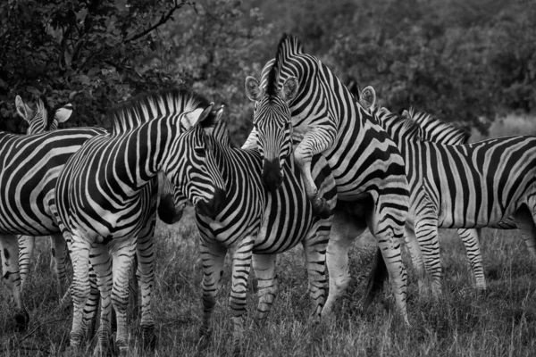 Juego Caballos Cebra Blanco Negro Parque Nacional Kruger Sudáfrica Foto — Foto de Stock