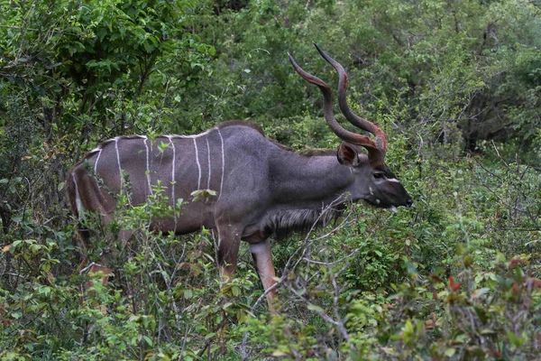 Large Male Kudu Antelope Curled Horns Thick Bush South Afric — Stock Photo, Image