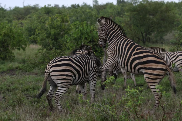 Schwarze Und Weiße Zebrapferde Beim Spielen Kruger Nationalpark Südafrika — Stockfoto