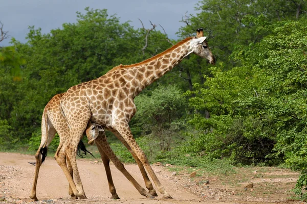 African Giraffes Fighting Long Necks Safari Kruger National Park — Stock Photo, Image