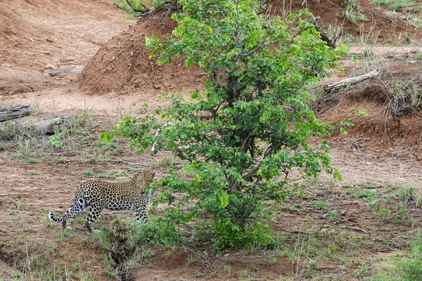 Paseo Leopardo Parque Nacional Kruger Sudáfrica — Foto de Stock