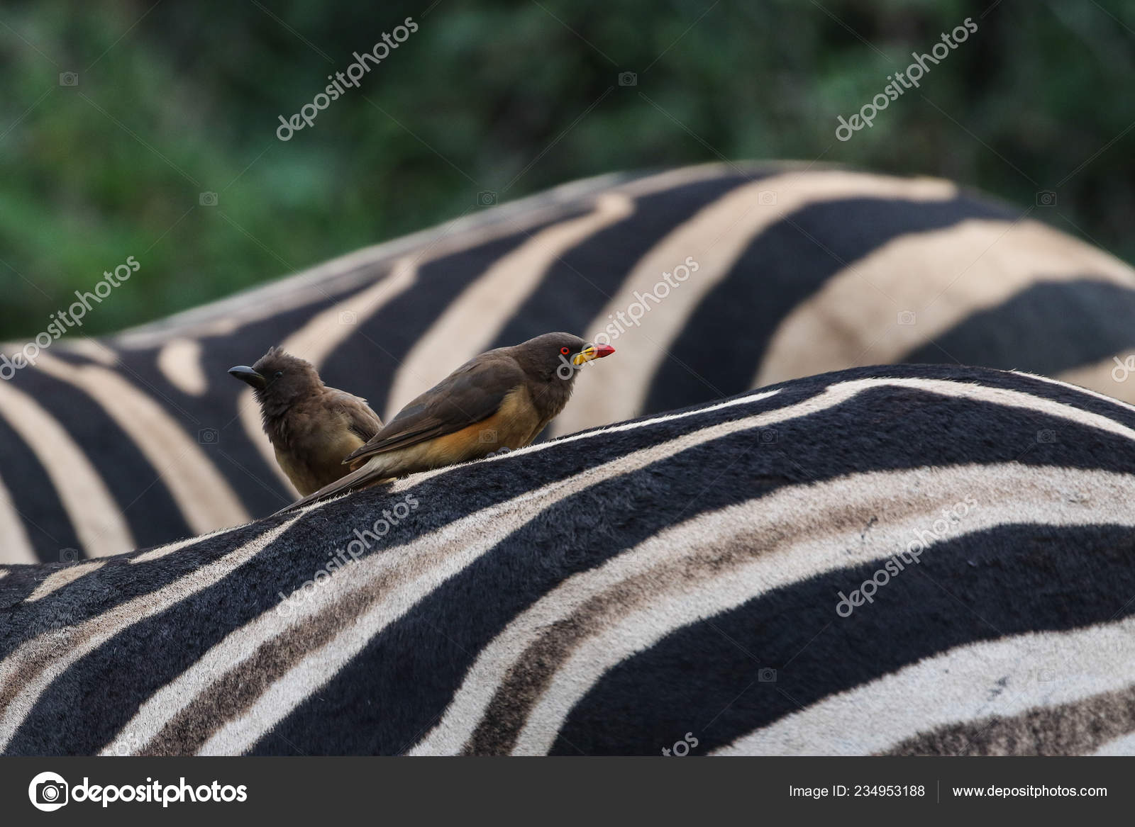 Noir Blanc Rayures Zèbre Comme Perchoir Pour Oiseau