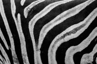 Zebra Siyah ve beyaz fotoğraf siyah ve beyaz çizgili desen, Kruger National Park, Güney Afrika